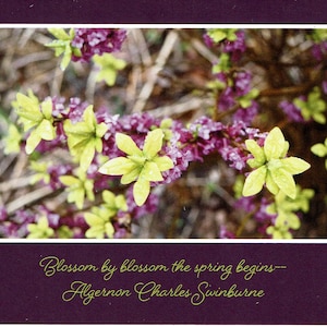 Algernon quote - photo card