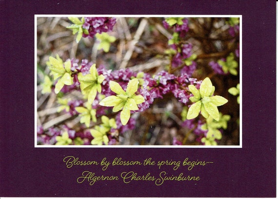 Algernon quote photo card | Etsy