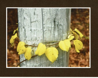 Anneau d’automne - carte photo