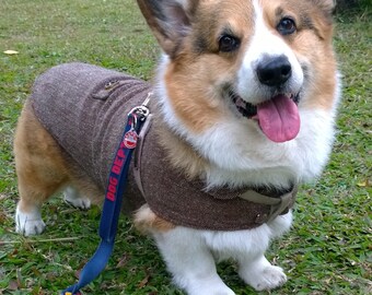 corgi coat
