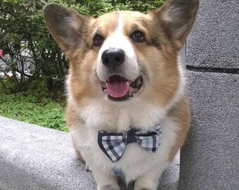 Dog bowtie Blue cream white butterfly dog bow tie Pet gingham check Dickie bow Large bow collar accessory noeud papillon( L)