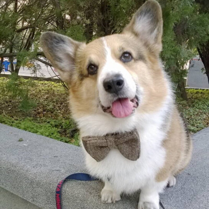 herringbone tweed bow tie