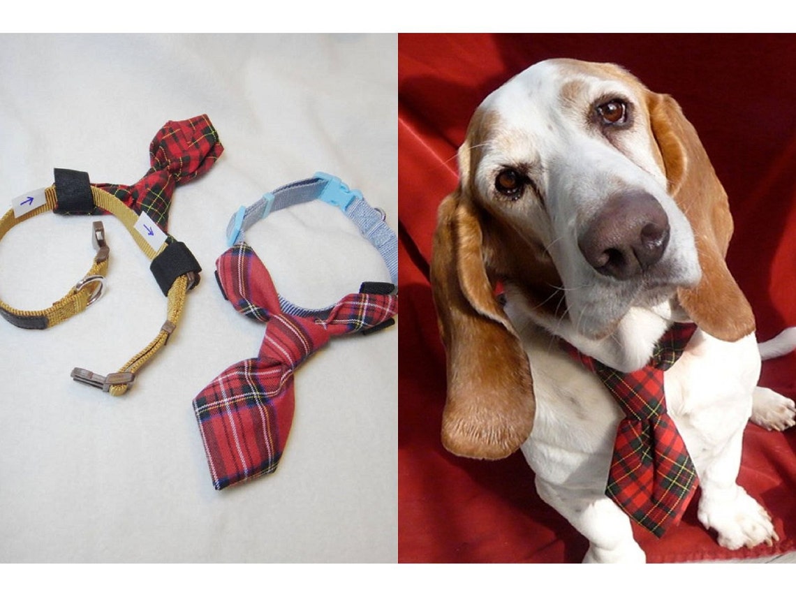 Dog Tie Pre Tied Four in Hand Knot Pet Necktie Green Coral Etsy