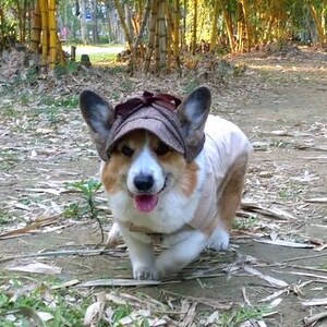 Corgi Hat With Ears Etsy