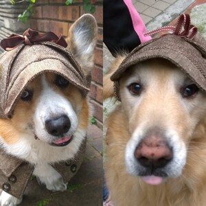 corgi in a hat