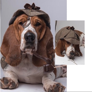 Basset top hound dress