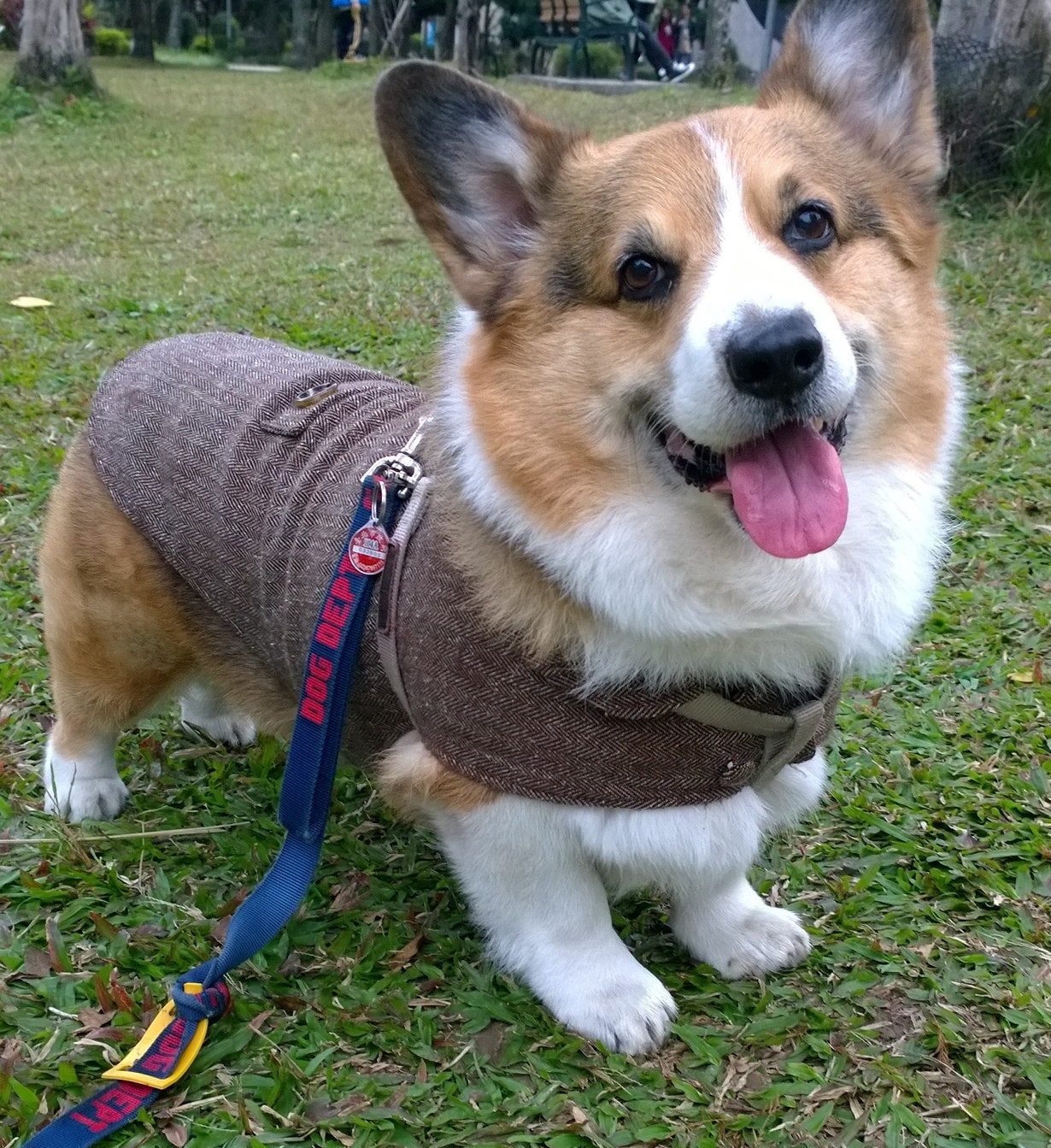 Male Dog Coat Etsy