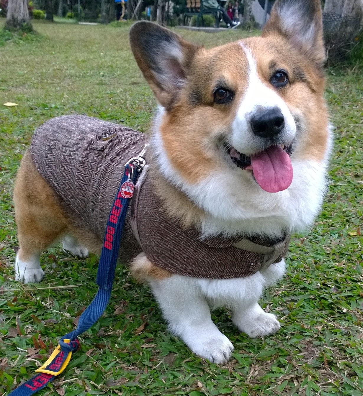 Best Harnesses For Corgis