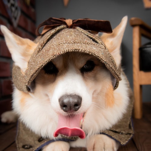 dog tweed hat