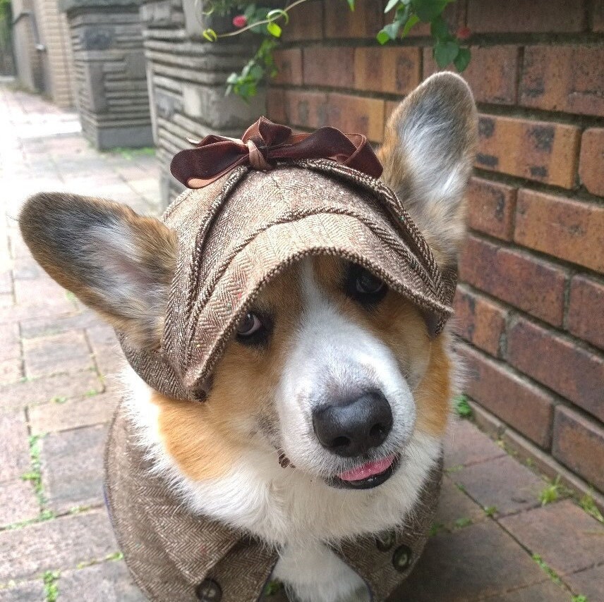 dog tweed hat