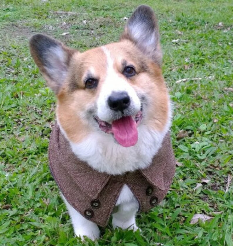 Dog tweed cape with fleece lining Pet wool herringbone tweed Etsy