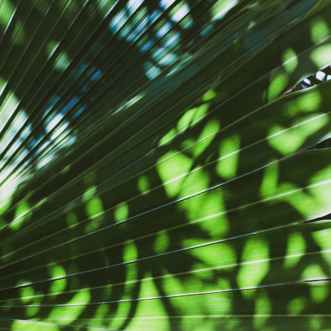 Palm Patterns - Etsy