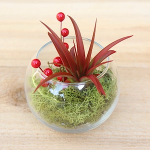 May include: A small glass terrarium with a red air plant and red berries, surrounded by green moss.