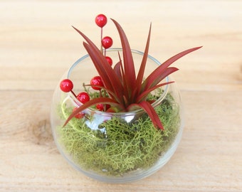 Festive Terrarium with Green Reindeer Moss, Berry Sprig, and a Red Abdita Air Plant - 30 Day Guarantee - Fast Shipping