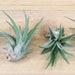 see more listings in the Wholesale Air Plants section