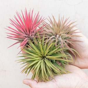 3 Pack of XL Ionantha Rubra Air Plants - 30 Day Air Plant Guarantee - Spectacular Blooms - Air Plants for Sale - FAST SHIPPING