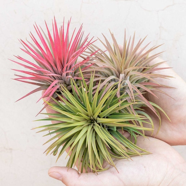 Air Plants for Sale Etsy