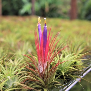 3 Pack of Large Tillandsia Ionantha Guatemala Air Plants - 30 Day Air Plant Guarantee - Spectacular Blooms - FAST SHIPPING
