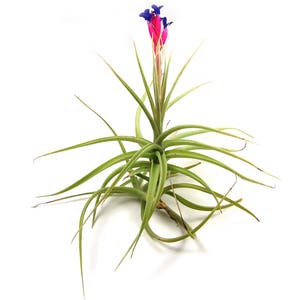 Tillandsia Aeranthos Air Plant Carnation of the Air 30 Day Air Plant Guarantee Exotic and rare air plant Fast Shipping image 1