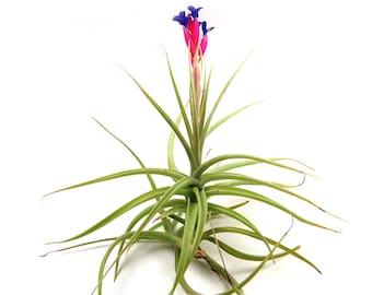 Tillandsia Aeranthos Air Plant - Carnation of the Air - 30 Day Air Plant Guarantee - Exotic and rare air plant - Fast Shipping