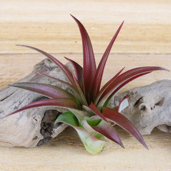 Tillandsia Red Abdita Air Plants - 30 Day Air Plant Guarantee - Air Plants for Sale - FAST SHIPPING