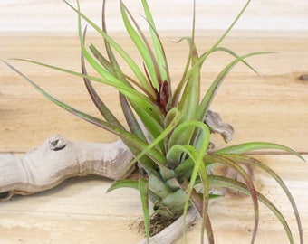 3 Pack of Sparkler Air Plants - 30 Day Air Plant Guarantee - Exotic and Rare air plant - Air Plants for Sale - FAST SHIPPING