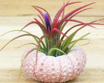 12 Pack Pink Sea Urchins with Air Plants - 30 Day Guarantee - Wedding Favors - Wholesale Air Plants - FAST SHIPPING