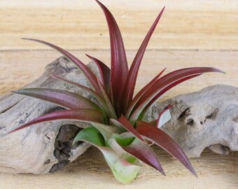 12 Pack of Red Abdita Air Plants - 30 Day Air Plant Guarantee - FAST SHIPPING - Wholesale Air Plants - Air Plants Bulk