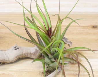 Large Air Plants - Sparkler Air Plants - 30 Day Air Plant Guarantee - Exotic and Rare air plant - Air Plants for Sale - FAST SHIPPING