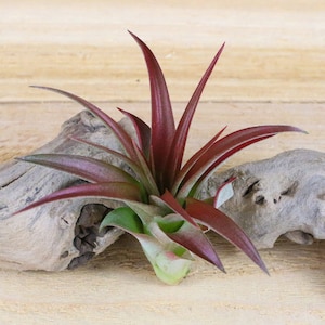 May include: A vibrant air plant with deep red leaves and a green base is nestled in a piece of weathered driftwood. The plant's spiky leaves contrast with the smooth, light-colored wood, creating a natural, artistic display.