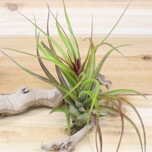 Large Air Plants - Sparkler Air Plants - 30 Day Air Plant Guarantee - Exotic and Rare air plant - Air Plants for Sale - FAST SHIPPING