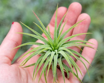 25, 50, 75, or 100+ Ionantha Guatemala Air Plants - 30 Day Air Plant Guarantee - FAST FREE SHIPPING - Wholesale Air Plants - Air Plants Bulk