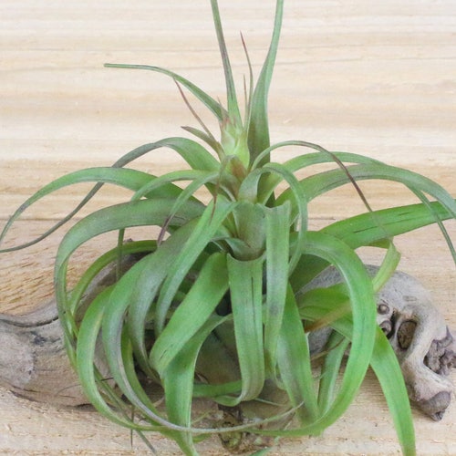 Filifolia Air Plants 30 Day Guarantee Air Plants for Sale Etsy