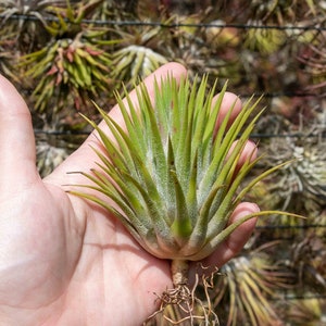 Jumbo Tillandsia Ionantha Guatemala 'Macho' Air Plants 30 Day Air Plant Guarantee Spectacular Blooms Air Plants FAST SHIPPING image 1