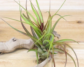 Sparkler Air Plants - 30 Day Air Plant Guarantee - Exotic and Rare air plant - Air Plants for Sale - FAST SHIPPING