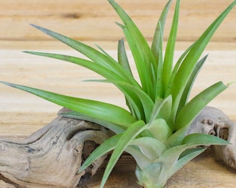 12 Pack of Large Tillandsia Abdita Air Plants - 30 Day Guarantee - FAST SHIPPING - Wholesale Price