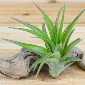 May include: A vibrant green air plant with long, pointed leaves is displayed on a piece of weathered driftwood. The plant's leaves are a bright, healthy green, contrasting with the gray-brown tones of the wood. This decorative piece is perfect for home decor.