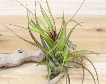 5 Pack of Sparkler Air Plants - 30 Day Air Plant Guarantee - Exotic and Rare air plant - Air Plants for Sale - FAST SHIPPING