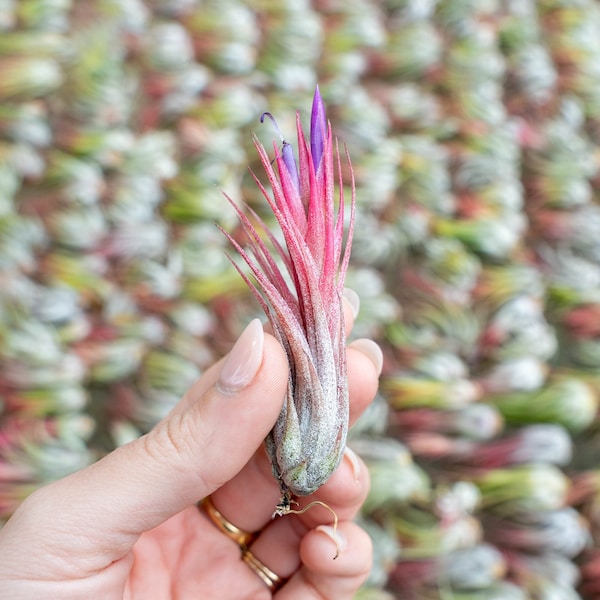 25, 50, 75, or 100+ Ionantha Scaposa Air Plants - 30 Day Air Plant Guarantee - FAST FREE SHIPPING - Wholesale Air Plants - Air Plants Bulk