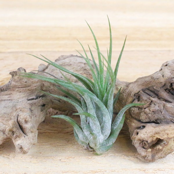 12 Pack of Ionantha Scaposa Air Plants - 30 Day Air Plant Guarantee - FAST SHIPPING - Wholesale Air Plants - Air Plants Bulk