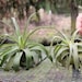 see more listings in the Premium Air Plants section