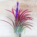 see more listings in the Wholesale Air Plants section