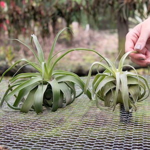 Tillandsia Streptophylla Air Plants - Specialty Variety - 30 Day Air Plant Guarantee - FAST SHIPPING