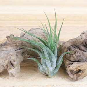 Tillandsia Ionantha Scaposa Air Plants - 30 Day Guarantee - FAST SHIPPING