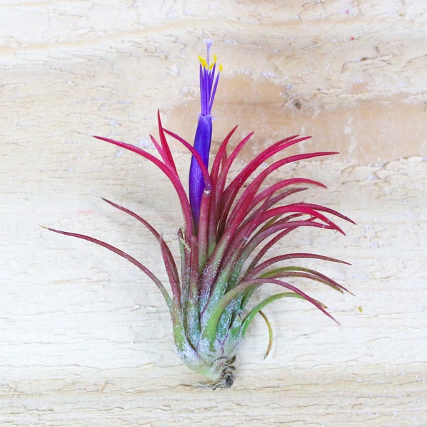 Ionantha Fuego Air Plants - 30 Day Air Plant Guarantee - Spectacular Blooms - Air Plants for Sale - FAST SHIPPING