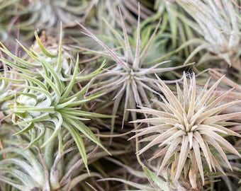 25, 50, 75, or 100+ Ionantha Rubra Air Plants - 30 Day Air Plant Guarantee - FAST FREE SHIPPING - Wholesale Air Plants - Air Plants Bulk