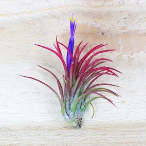 3 Pack of Ionantha Fuego Air Plants - 30 Day Air Plant Guarantee - Spectacular Blooms - Air Plants for Sale - FAST SHIPPING