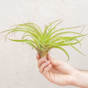 May include: A vibrant green air plant with long, slender leaves is held in a hand. The plant has a light green color with reddish tips. The background is a neutral, off-white wall.