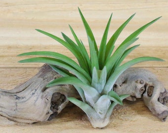 Velutina Air Plants - 30 Day Air Plant Guarantee - Exotic and Rare air plant - Fast Shipping - Air Plants for Sale - FAST SHIPPING