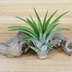 Velutina Air Plants - 30 Day Air Plant Guarantee - Exotic and Rare air plant - Fast Shipping - Air Plants for Sale - FAST SHIPPING